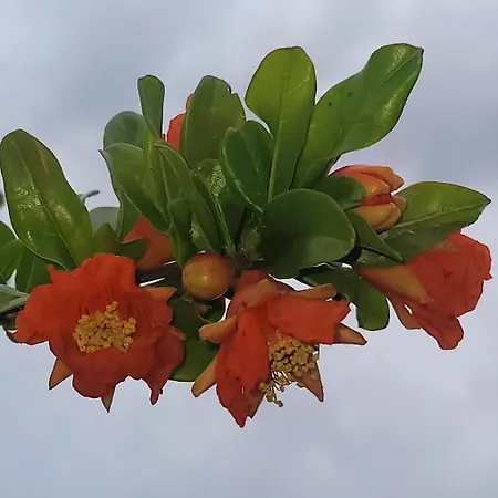 Senda De Higueras וילה *