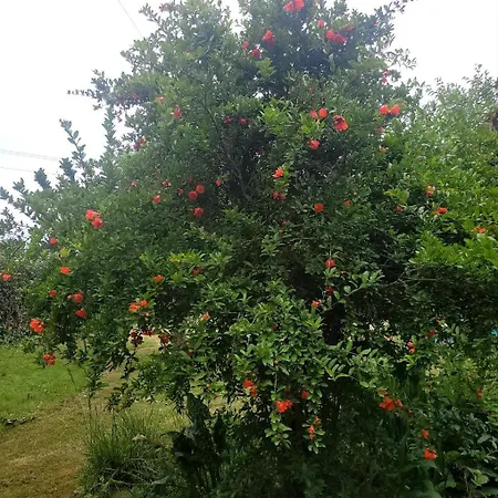 Senda De Higueras
