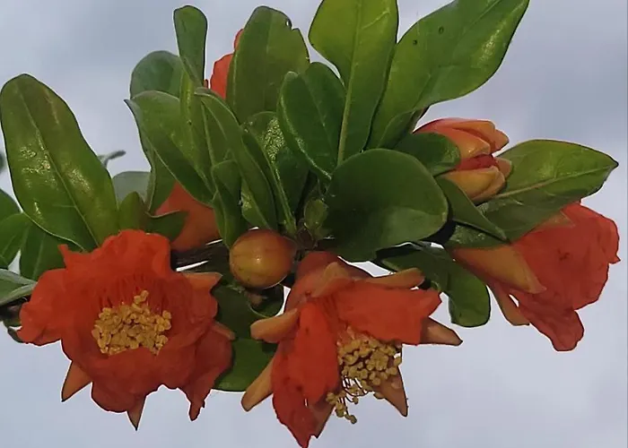 Senda De Higueras וילה *